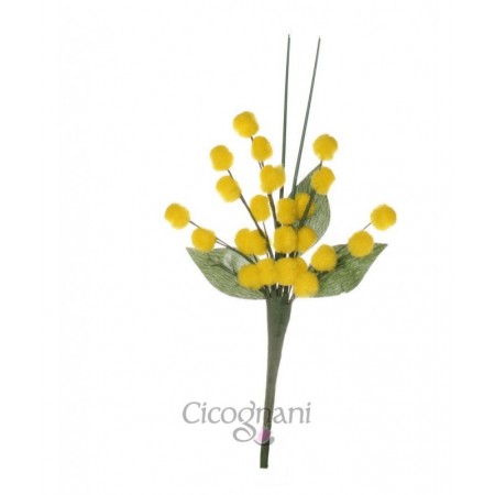 MIMOSA CHIUDIPACCO 5 STELI IN CARTELLA