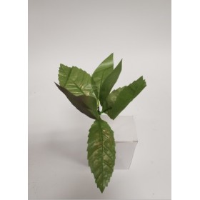 FIORI GAMBO CORTO VERDE