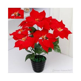 STELLA NATALE C/VASO 36CM ROSSA