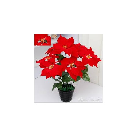 STELLA NATALE C/VASO 36CM ROSSA