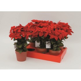 VASETTO STELLE DI NATALE