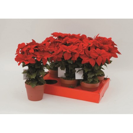 VASETTO STELLE DI NATALE