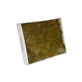 BOX MUSCHIO NATURALE.