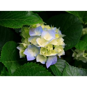 CARTONCINI A4 160 GR. FAVINI PISTACCHIO 102