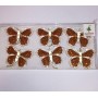 6 FARFALLE GLITTER