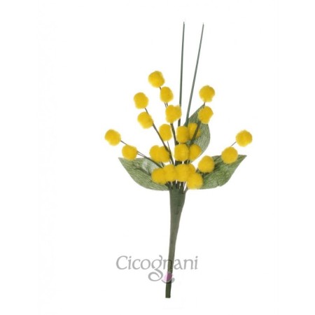 MIMOSA CHIUDIPACCO 5 STELI IN CARTELLA