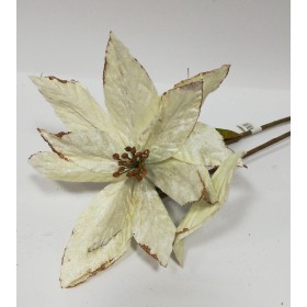 STELLA GIGANTA VELLUTO AV.