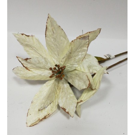 STELLA GIGANTA VELLUTO AV.