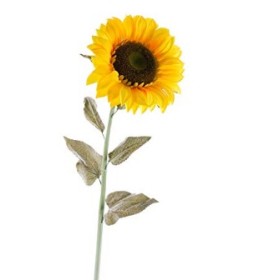 FIORI GAMBO LUNGO GIRASOLE