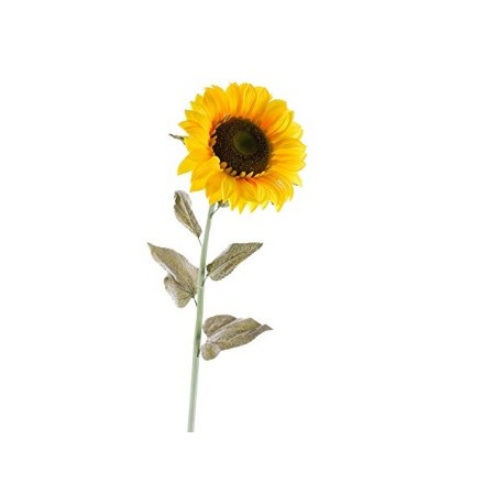 FIORI GAMBO LUNGO GIRASOLE