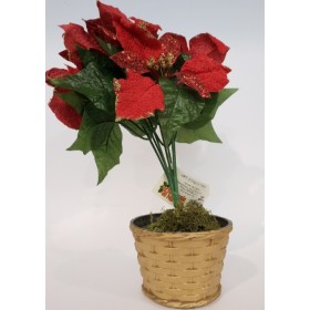 PIANTINA C/STELLA NAT. CM 30