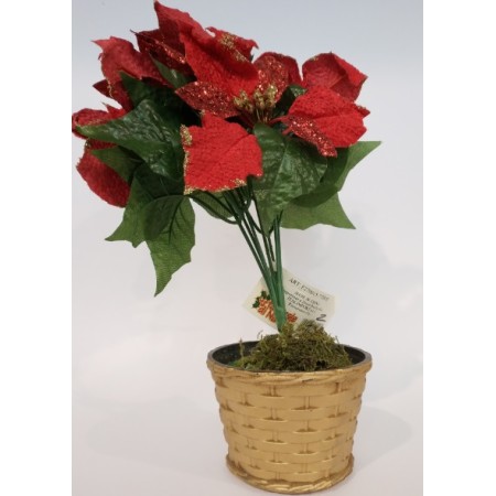 PIANTINA C/STELLA NAT. CM 30