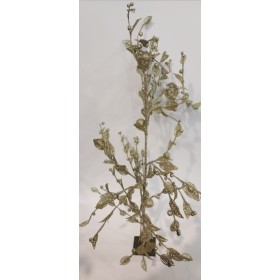 ALBERELLO BASE METAL SHAMPAGN