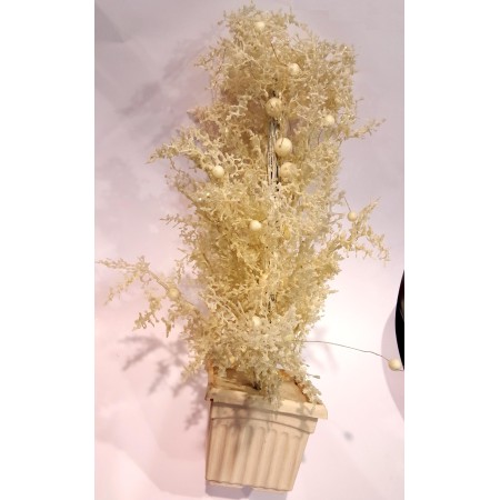 ALBERO BIANCO DENTRO PIANTA.