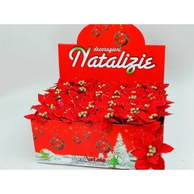 DISP. STELLA DI NATALE ROSSA.