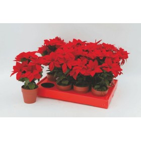 VASETTO 6 STELLE NATALE CM.3