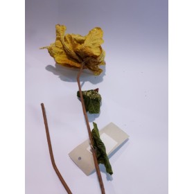 FIORI GAMBO LUNGO GIALLO