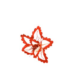 STELLA GAMBO CORTO ROSSO