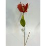 STELLA VELLUTO ROSSA