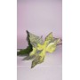 FIORE C/RAMO GLITTER CM 80 BIANCO.