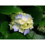 CARTONCINI A4 160 GR. FAVINI PISTACCHIO 102